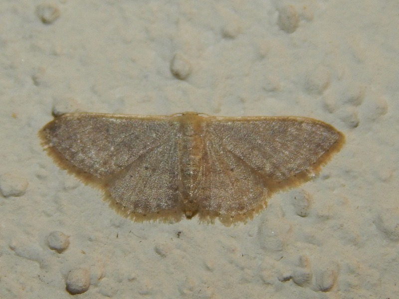 Idae sp. (Geometridae)